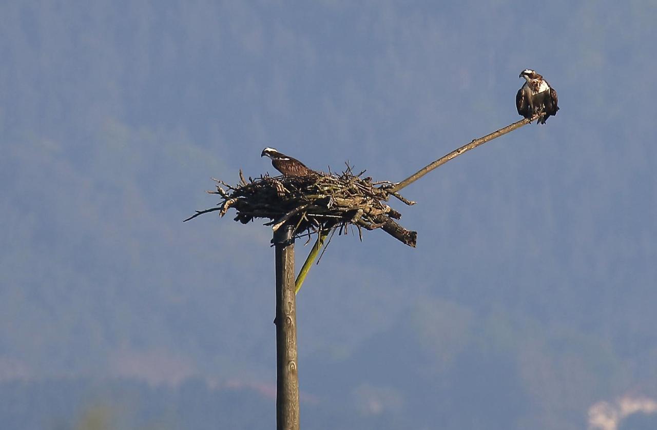 Hotel Urdaibai Bird Center Gautegiz Arteaga Esterno foto