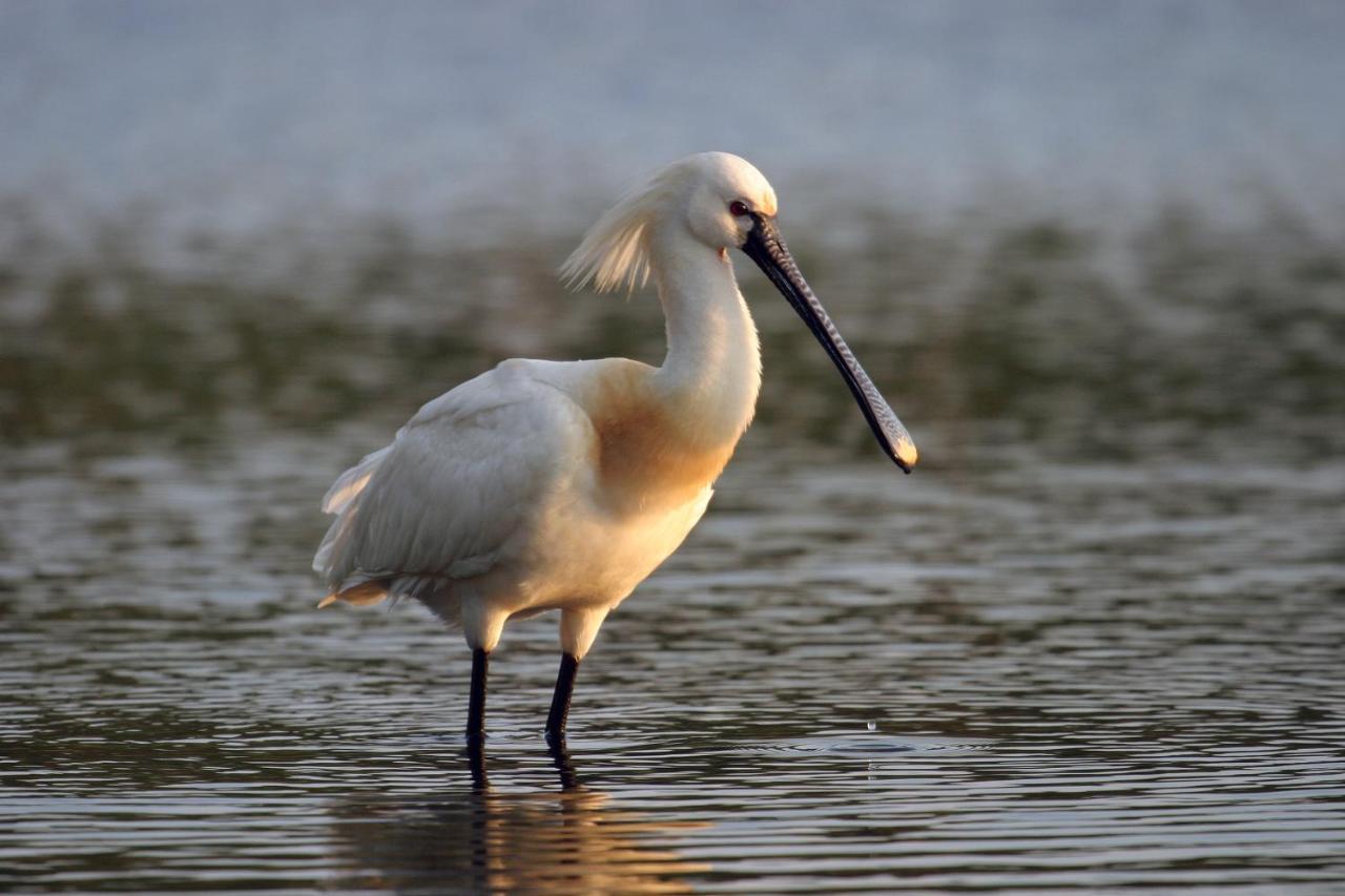 Hotel Urdaibai Bird Center Gautegiz Arteaga Esterno foto